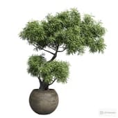 potted bonsai