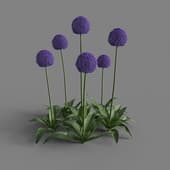 MT PM V66 Allium giganteum 01 04