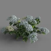 MT PM V70 Hydrangea macrophylla CloundWaterBlue 01 03