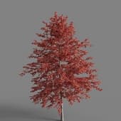MT PM V76 Nyssa sinensis 01 02