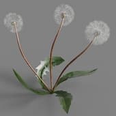 012 Taraxacum officinale v3