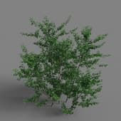 MT PM V65 Crataegus monogyna 01 02