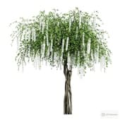 wisteria chinese alba 2.