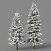 Fir 8,10m winter