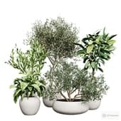 set of indoor plants 3.