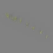 AM235 012 Dactylis