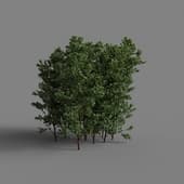 MT PM V28 Boxwood 01 08