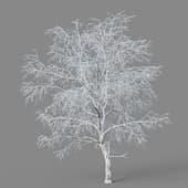 Betula platyphylla 01 02