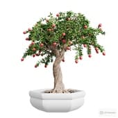 indoor decorative pomegranate