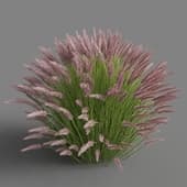 AM 154 045 Penisseum Setaceum