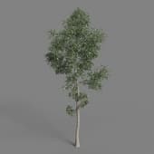AM077 tree