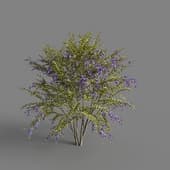 MT PM V68 Duranta repens 01 04