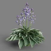 MT PM V55 Hosta francee 01 04