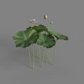MT PM V69 Nelumbo nucifera 01 02