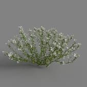 MT PM V64 Lobelia erinus 01 05