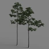 big pine