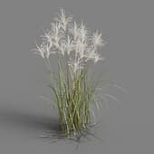 055 Miscanthus sacchariflorus v1
