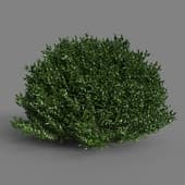 MT PM V55 Buxus sempervirens 01 03