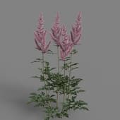 MT PM V65 Astilbe chinensis 01 01