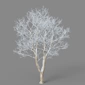 Firmiana platanifolia 01 01