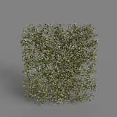 MT PM V68 Trachelospermum jasminoides 01 06
