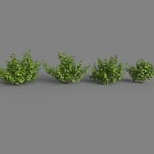 Currant bush