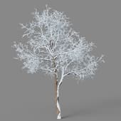 Fraxinus chinensis 01 02