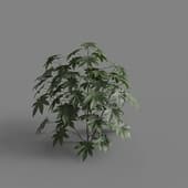 MT PM V66 Ricinus communis 01 01