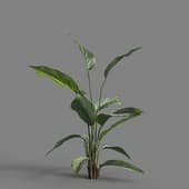 MT PM V62 Calathea ornata 01 01