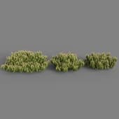 Dwarf Mugo Pine crn