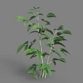 MT PM V38 Rubus idaeus 01 02