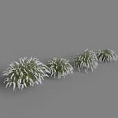 Spirea Gray Grefsheim