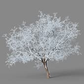 MT PM V50 Fraxinus chinensis 01 04