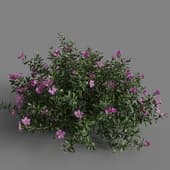MT PM V85 Cistus incanus 01 01