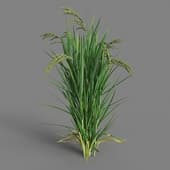 MT PM V38 Oryza sativa 01 08