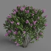 Lilac flowering