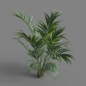 MT PM V80 Howea forsteriana 01 05