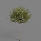 PM V85 Ligustrum vulgare 02 01