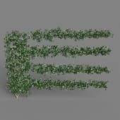 MT PM V68 Trachelospermum jasminoides 01 02
