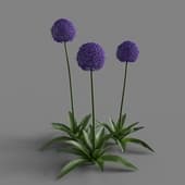 MT PM V66 Allium giganteum 01 05