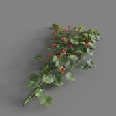 MT PM V68 Tropaeolum majus 01 02