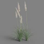 Cortaderia selloana 01 03