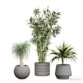 indoor plants 3.