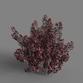 MT PM V81 Cotinus grace 01 05