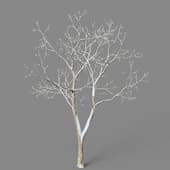 Acer saccharum 01 06