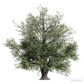 the old big oak