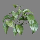 MT PM V4 Epipremnum aureum 05