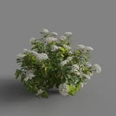 MT PM V70 Hydrangea macrophylla White 01 06