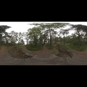 ext_island_forest_2015