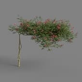 MT PM V68 Campsis grandiflora 01 01